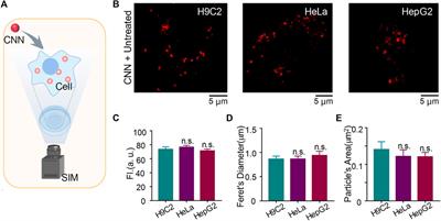 Lysosome-Targeted Biosensor for the Super-Resolution Imaging of Lysosome–Mitochondrion Interaction